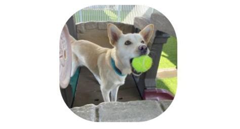 Rancho Cucamonga pet.